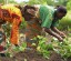 African-women-farmers