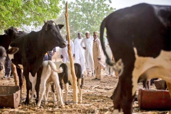 President Buhari at his cow farm with his 150cows... a Fulani Herdsman.