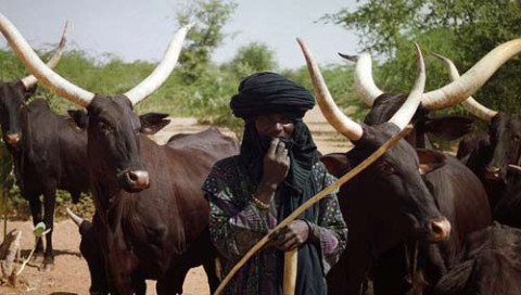 Fulani Cattle Herder
