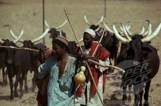 Benue Farmers Massacre: Fulani Herdsmen Used Chemical Weapons – NAFDAC