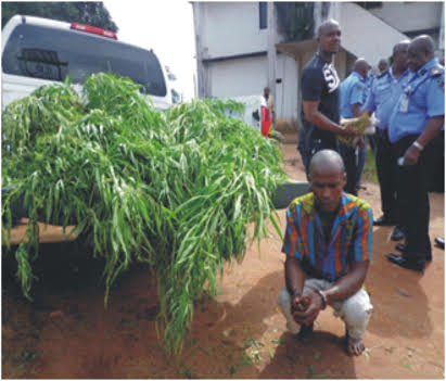 Ibe and uprooted Indian hemp weed 1