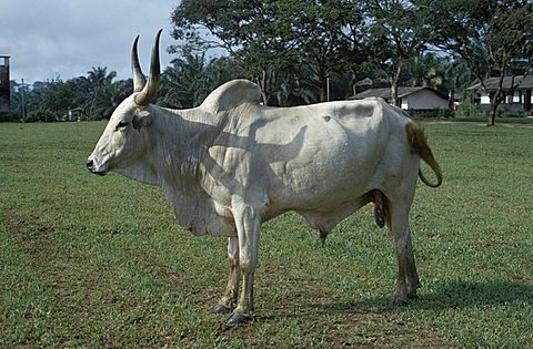 NIGERIA  Agriculture White longhorn bull. African Nigerian Western Africa Cattle Farming Agraian Agricultural Growing Husbandry  Land Producing Raising Male