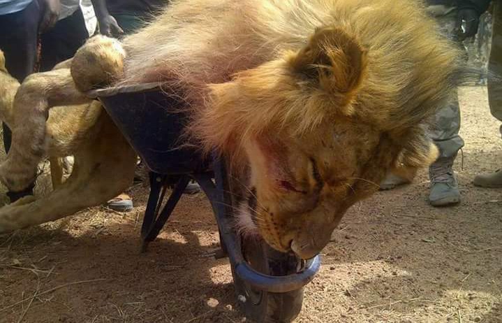 Lion-killed-Jos-zoo-e1449145134985