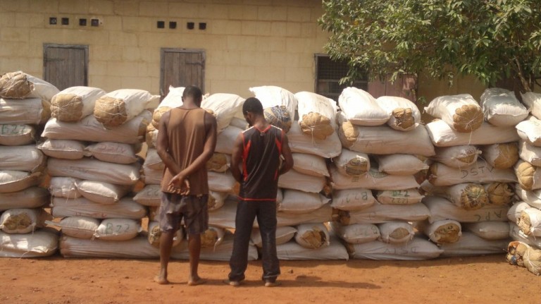 Suspects Hide 3,542.25kg Of Hemp In Biscuits And Cheese Balls