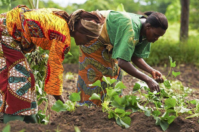 Farmers To Get 4 Million Fertilizers Before End Of The Year – Presidency