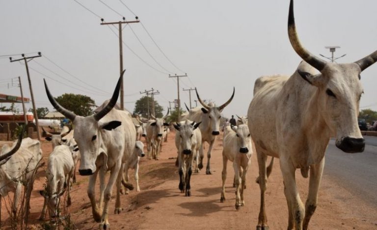 Security guard in court for allegedly stealing a cow