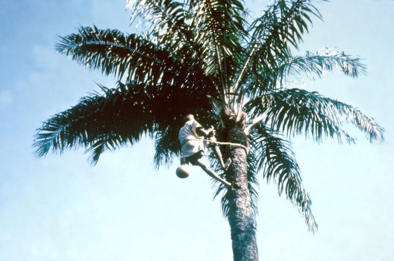 Palm wine tapper arrested for allegedly killing 8 family members of ex-girlfriend