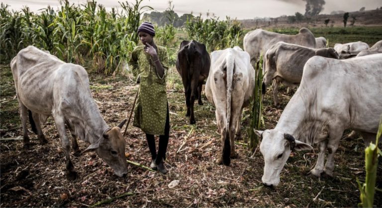 Benue Stakeholders Say No To FG’s Livestock Transformation Plan