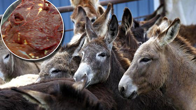 Abuja Environmental Board frowns at rampant sale of donkey meat in FCT