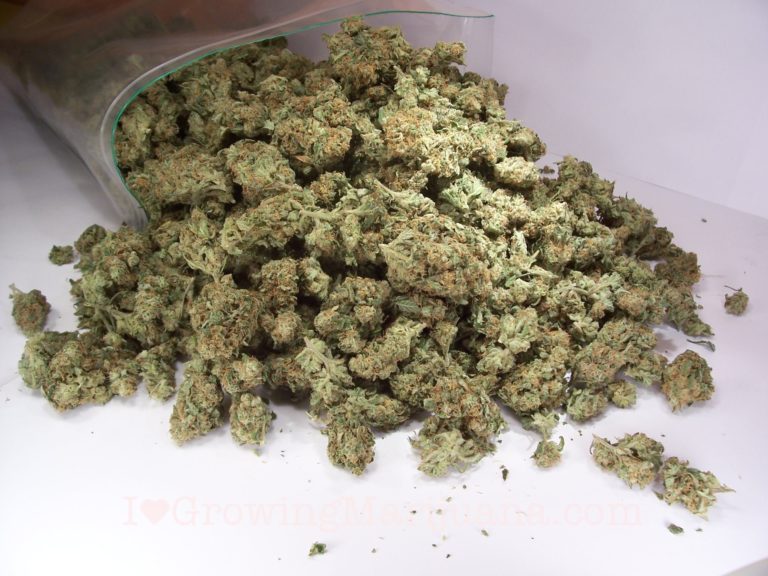 Businessman in court for alleged importation of 51.25kg Marijuana