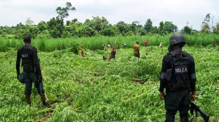 NDLEA apprehends 4 drug merchants, burns 14.3 tonnes of cannabis in Ondo