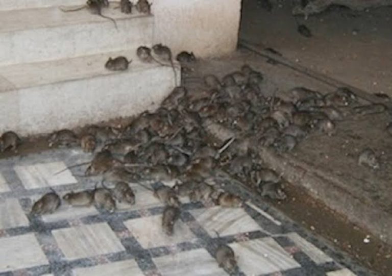 Lassa fever: Enugu Govt urges residents to be calm, dispels rumour of nurse death