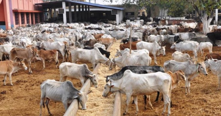 Court Declares RUGA, Cattle Colonies Illegal In Benue