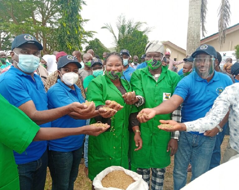 Lagos Empowers, Trains 800 Rice Farmers On Production Practices