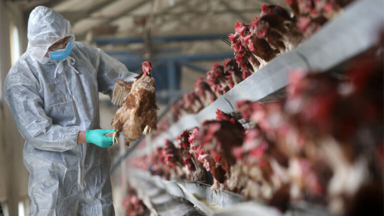 Bird flu: Bauchi govt. kills about 27,000 birds to curtail spread