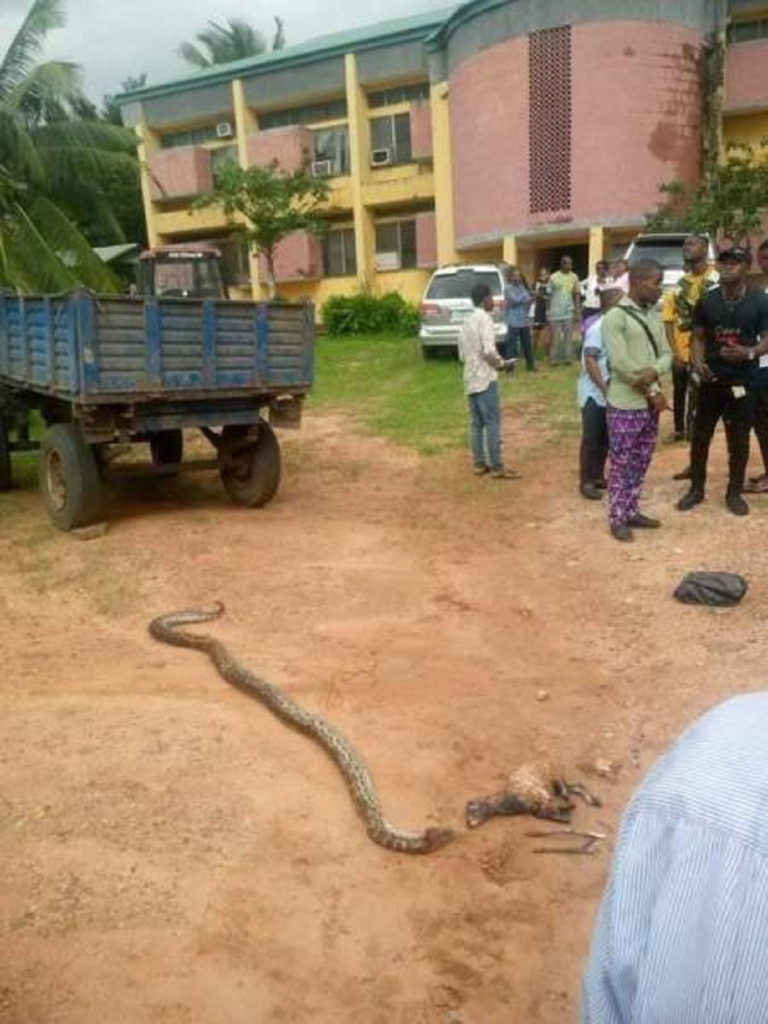Killing of Eke Nworie python: Alvan Mgt told to consult Owerri Chief Priest for cleansing