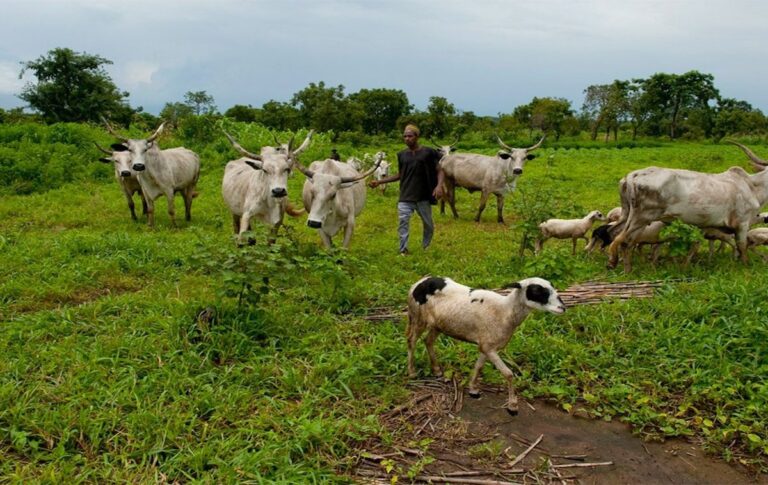 Open grazing: Ohanaeze youths back Southern Governor’s position
