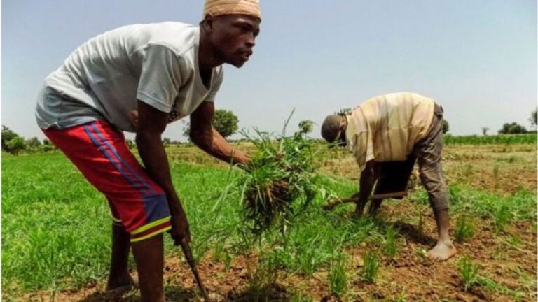 Sporadic Shooting As Cross River Communities Clash Over Rice Farm