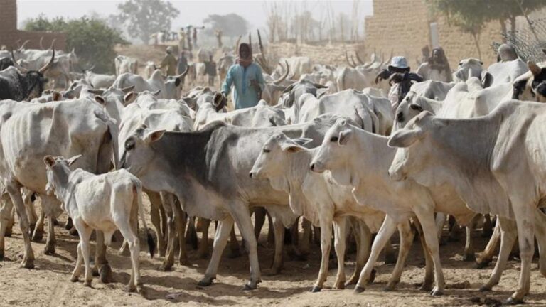 Anti-grazing Law: Ogbaru community ejects herdsmen, cattle over destruction of farms