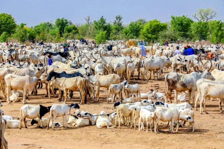 Kano Govt To Upgrade Five Cattle Markets In Kano