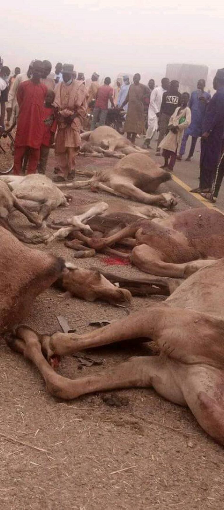 Bauchi Accident Claims two Lives, 22 Injured, 18 Camels Killed