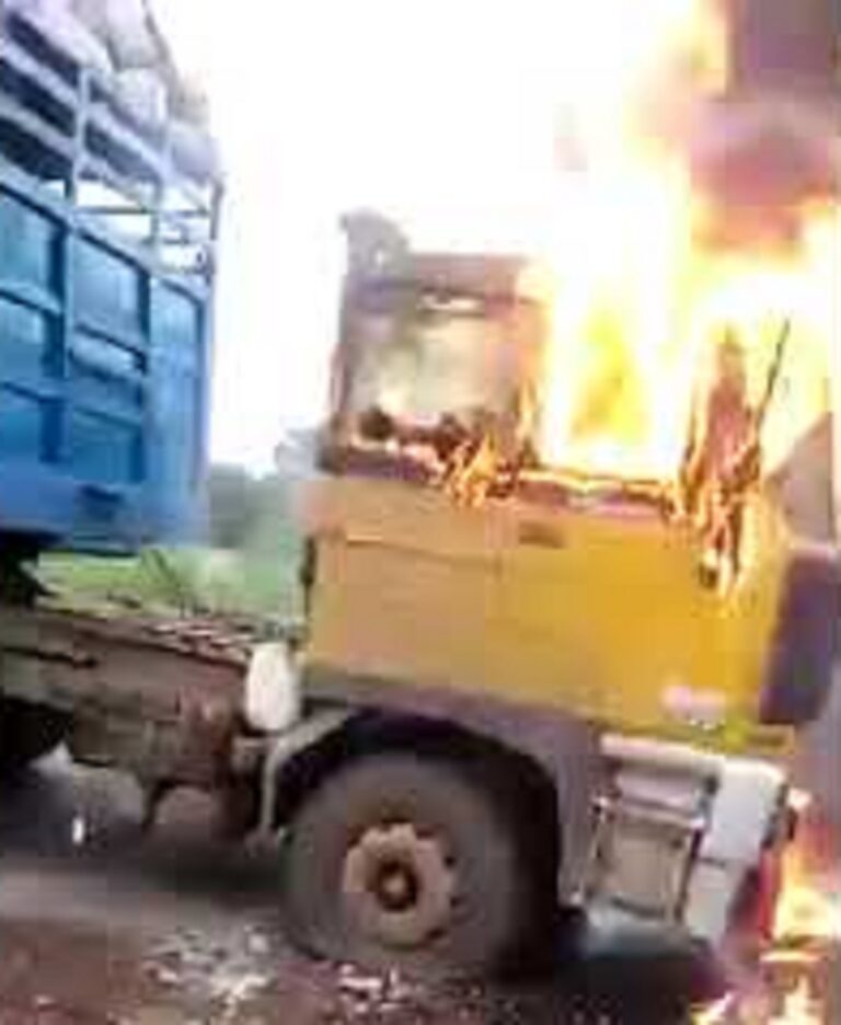 Anambra Cattle Attack: The Cows Were Rescued Unhurt —MACBAN, Police Explain