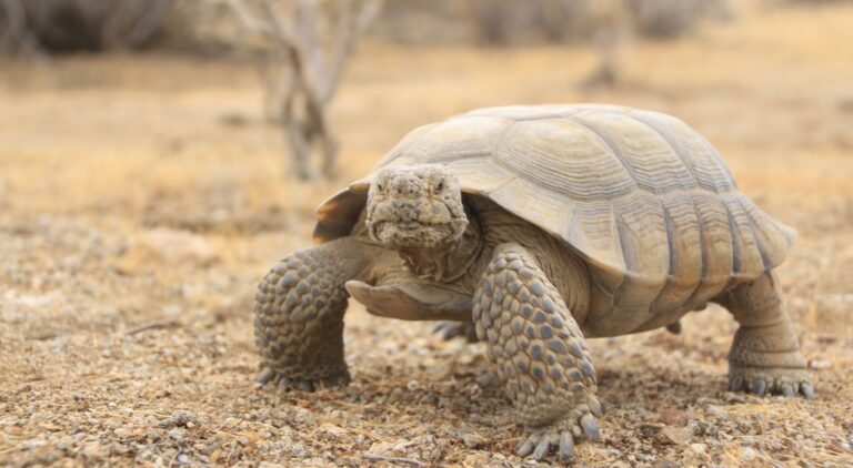 People With Tortoise Intelligence – By Stephen Ojate