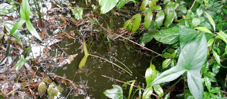 Crude Oil Spill Alert: New Spill Occurs In Eleme, Ogoni Area