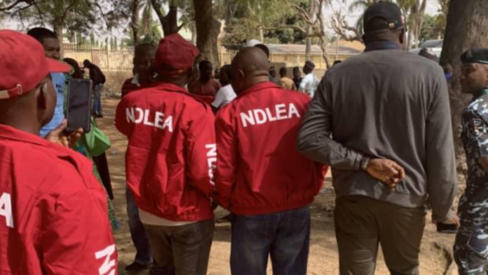 Drugs intercepted by the NDLEA operatives