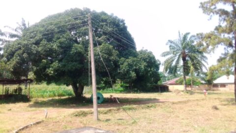 Imo LGAs Cave In As Bush, Criminals Take Over Council Headquarters