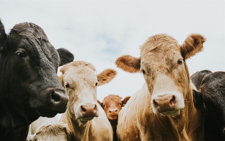 Police arraign man, 40 for allegedly stealing 377 cows