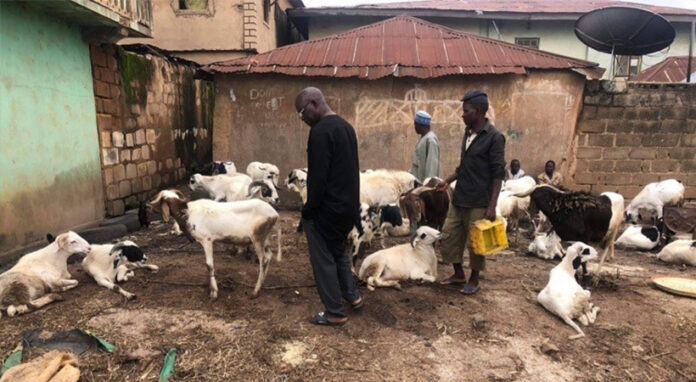 Kano State Targets 1.8 Million Livestock For 2023 Vaccination