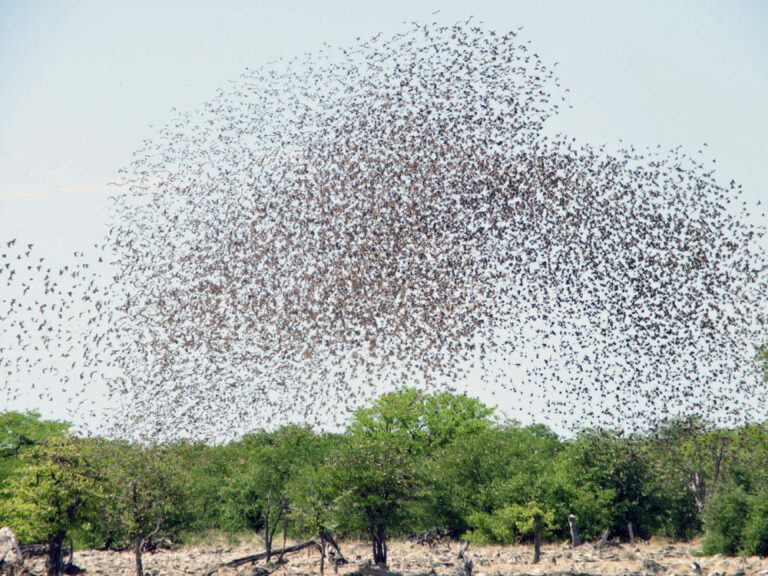 FG commences Quelea Birds spray in 8 Bauchi LGAs