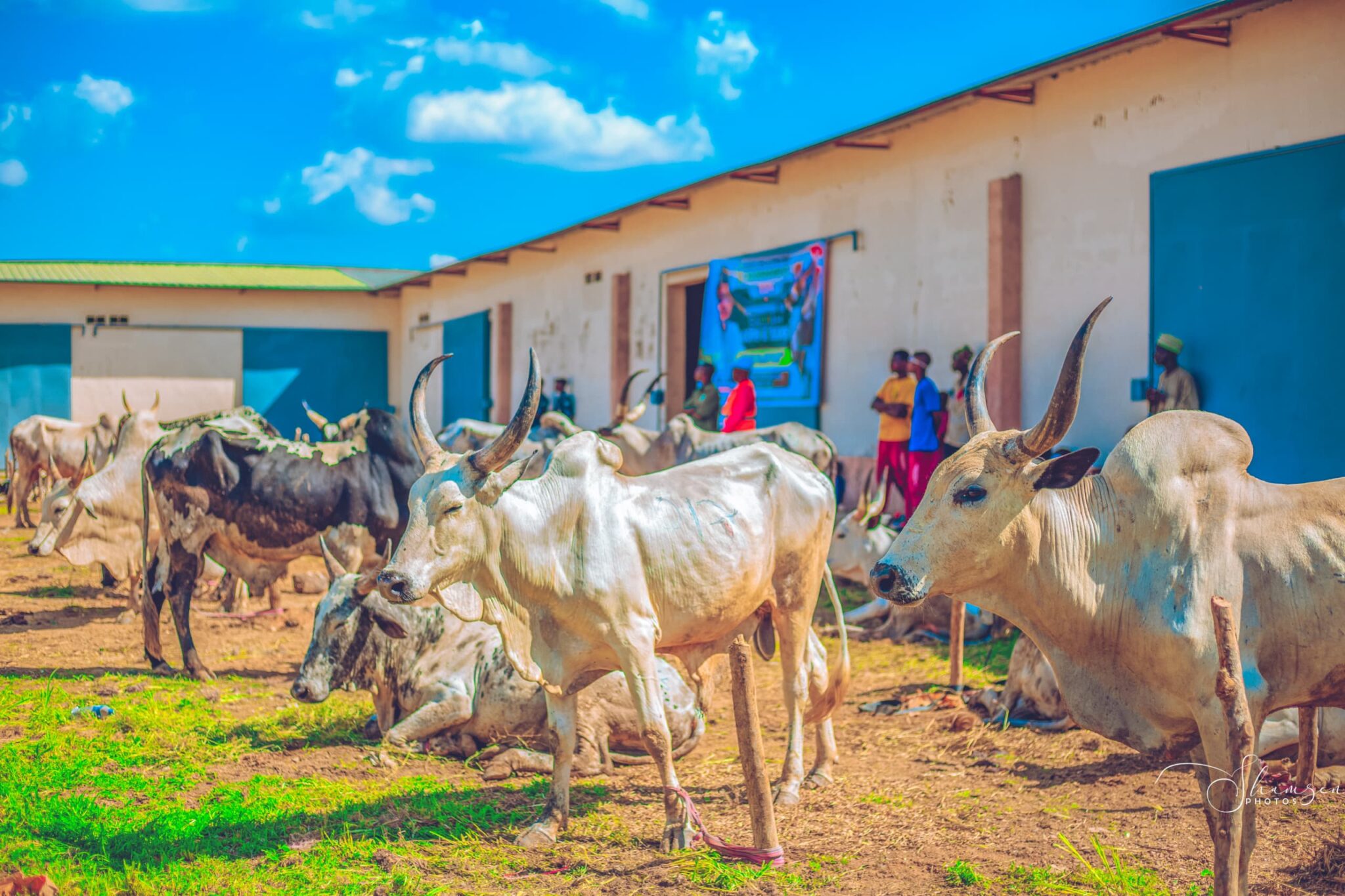 Bauchi gov't begins distribution of bulls, rams for 2024 Eid Kabir ...