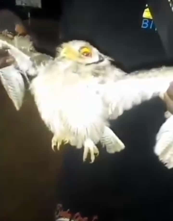 WITCHCRAFT: Anambra Man ‘Arrests’ Owl Flying Late Hours, Vows to Hand It Over to Agụnechemba for Investigation (Video)