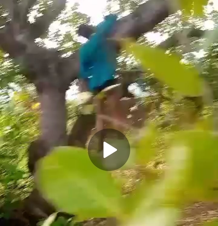 Video of Pregnant Woman Found Hanging on Cashew Tree in Anambra Sparks Reactions