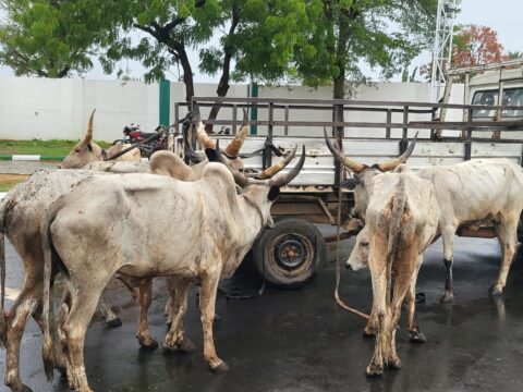 Eid-el-Kabir: Gov Mohammed's N15m, 6 Bulls Gift Brings Joy to Bauchi Media Houses
