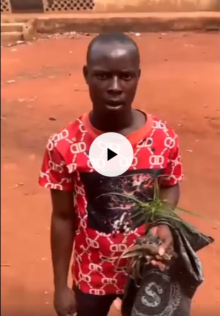 Meet Anambra Man Talented in Catching Lizards — “Aka Na-ewude Ngwere 1 of Ogidi” (Video)