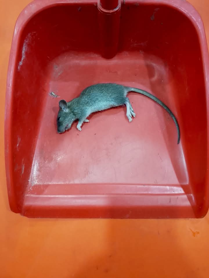 Nigerian Author Kills Wicked Rat for Eating His PhD Certificate Despite Many Food in the House