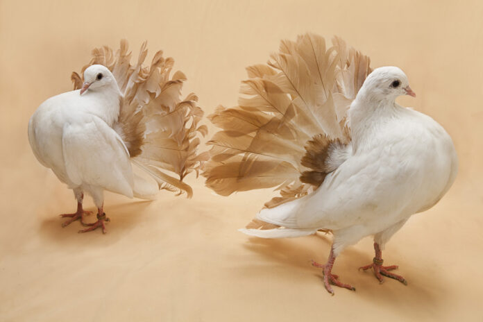 Fancy Pigeon