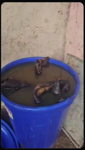 TOXIC KPOMO SCANDAL IN NNEWI: Security Raid Uncovers Chemically Preserved Donkey Skin Syndicate, Rescues Trafficked Children