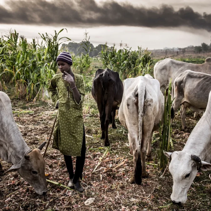 Stakeholders Demand Reassessment of Livestock Policy in Nigeria's Middle Belt