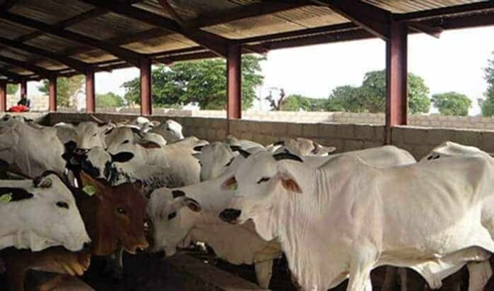 Stakeholders Demand Reassessment of Livestock Policy in Nigeria's Middle Belt