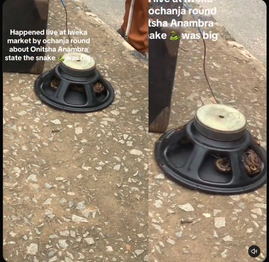 PANIC AT OCHANJA MARKET: Commotion In Onitsha As Repairer Finds Live Snake Inside Pastor’s Sound Speaker